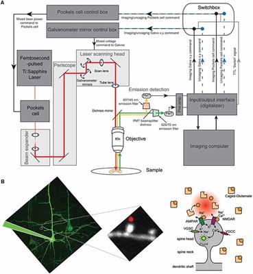 Probing Single Synapses via the Photolytic Release of Neurotransmitters